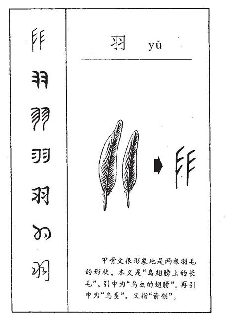 羽的名字|羽字取名的寓意是什么？带羽字的古风唯美名字推荐